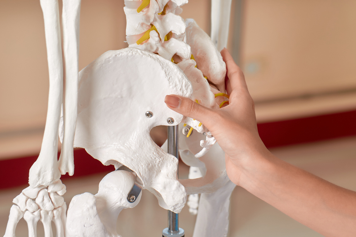 Medical Practitioner Holding Ilium Bone